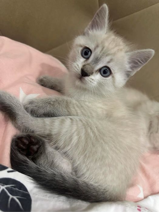 Отдам котенка в хорошие руки