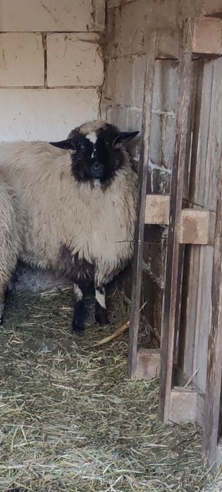 De vânzare.          .