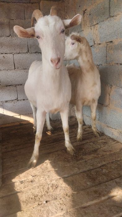 Семіз ешкілер сүтті буаз сатылады