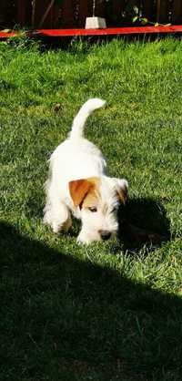 Jack Russel Terrier Sârmos