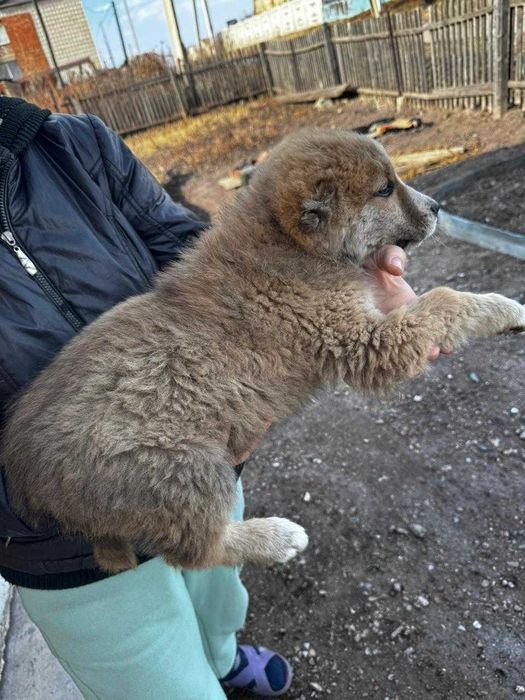 Продам щенков САО, алабайчики