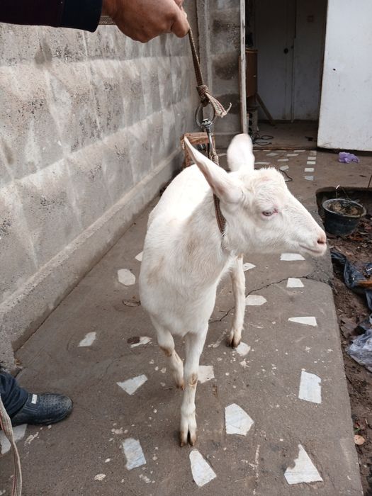 Zanen echki sotiladi 6-7 oylik