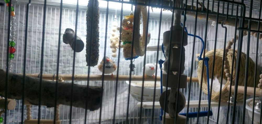 Продам клетку большую с игрушками