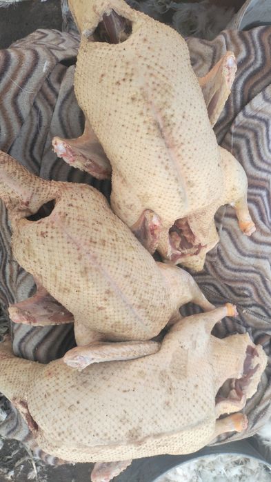 Домашние индаутки очень вкусное нежирное мясо