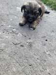 Dau aceasta catelusa in adoptie