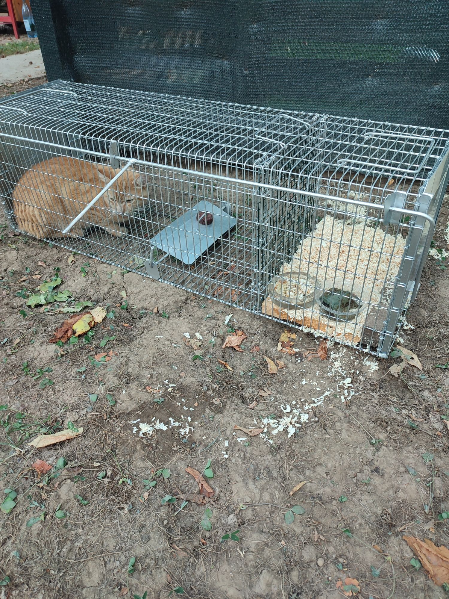 Închiriez capcana pisici dihori jderi etc.