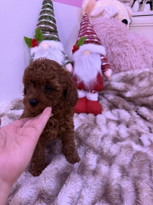 Момченце за коледа!!!