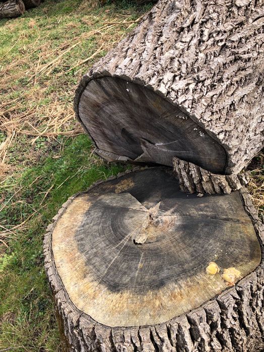 Vand lemn de nuc, jud. Salaj, loc. Somes Guruslau