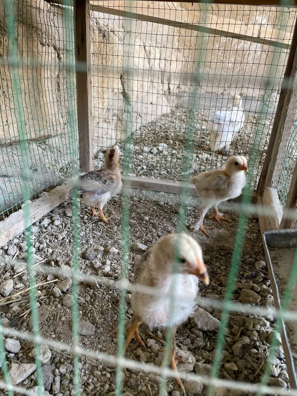 Соглом жужалар сотилади