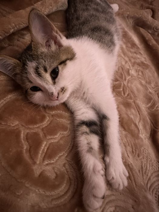 Котенок в хорошие руки