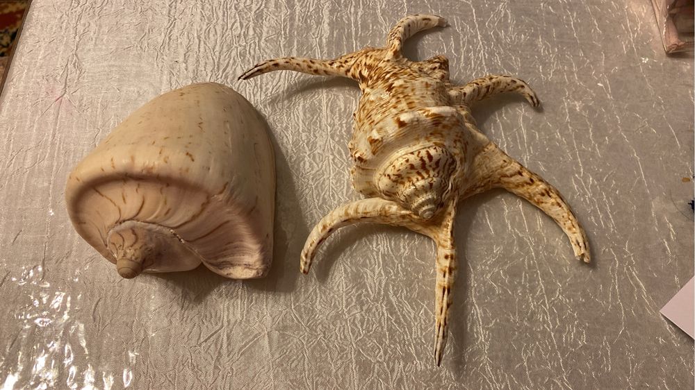 ракушки для декора