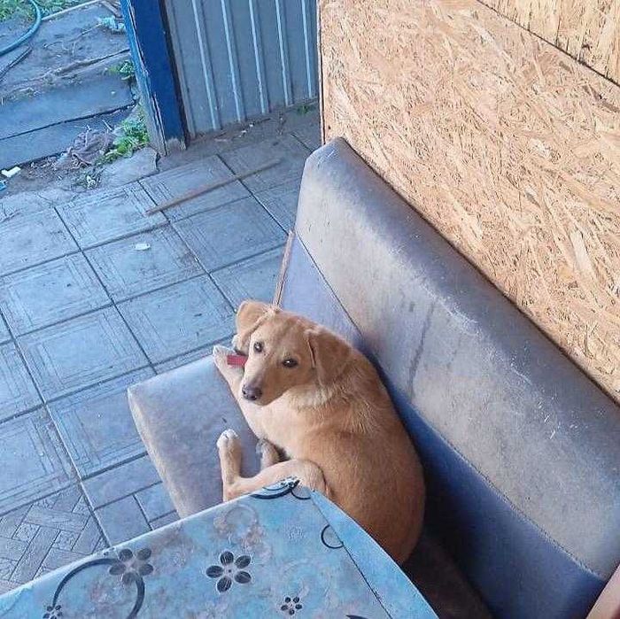 Собачке нужен дом! Срочно!