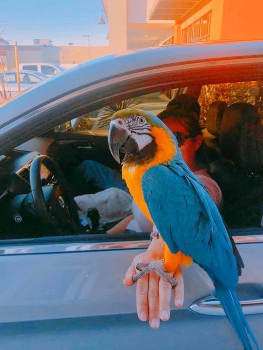 Mă ocup de animale de companie in lipsa stăpânului