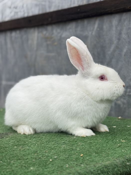 Vand 3 iepuri masculi