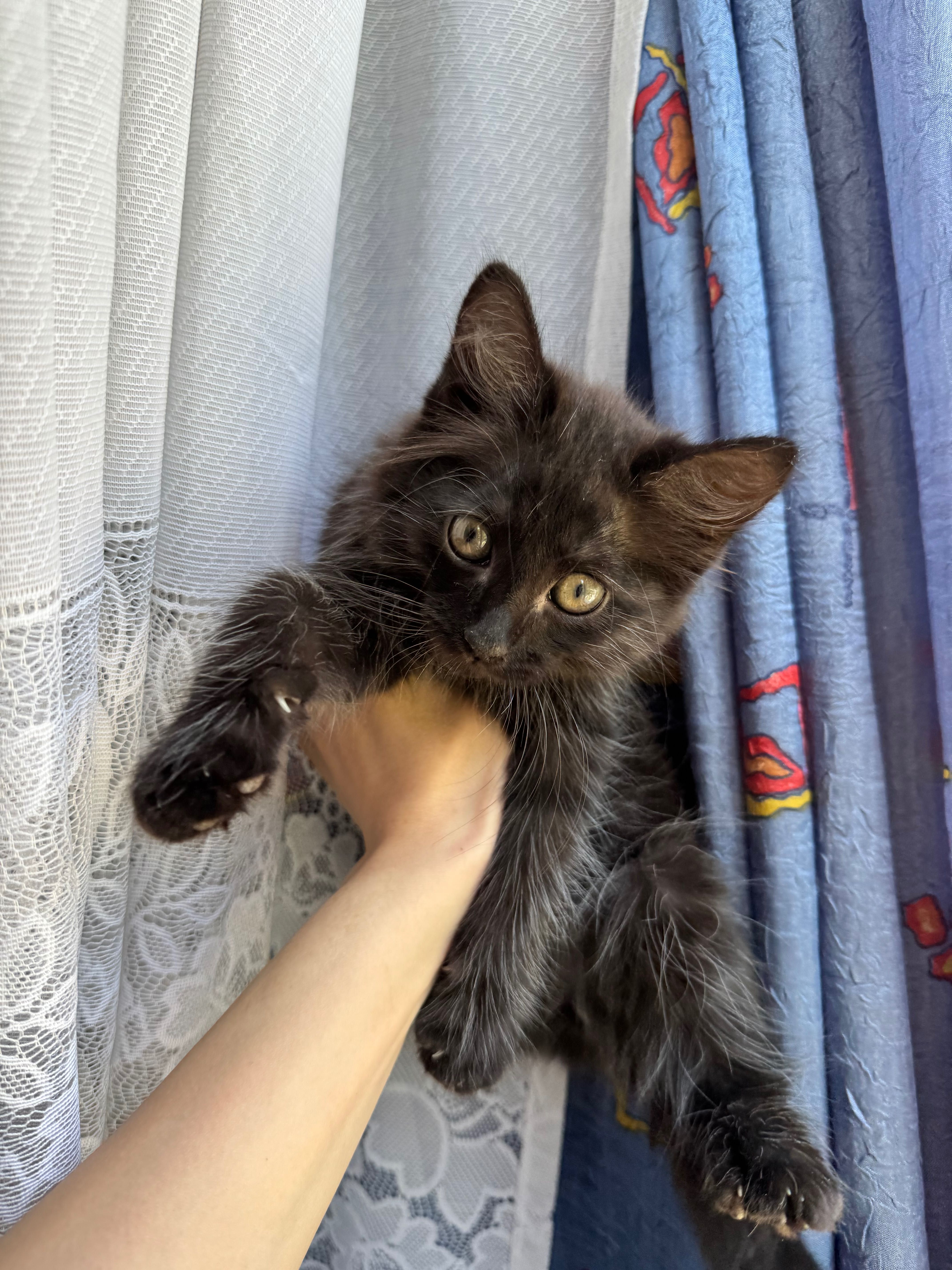 Котенок в добрые руки