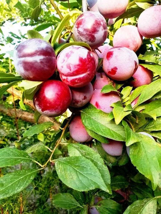 Мевали дарахт кучатлари - Саженцы плодовых деревьев