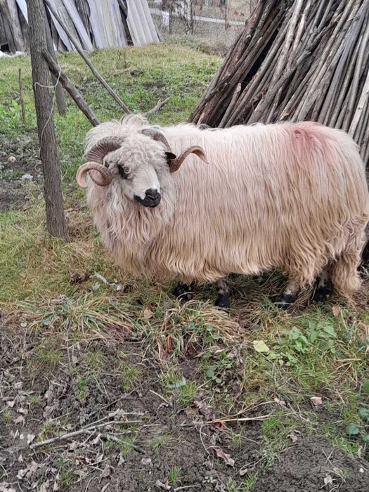 Vând 3 berbeci țurcani de ținut