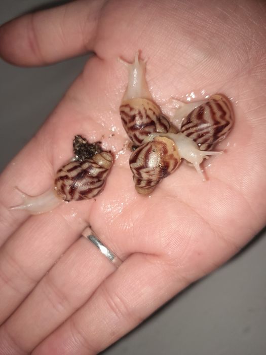 Kosmetologik ulitka (Axatina retikulyata albinoz 4-4.5sm