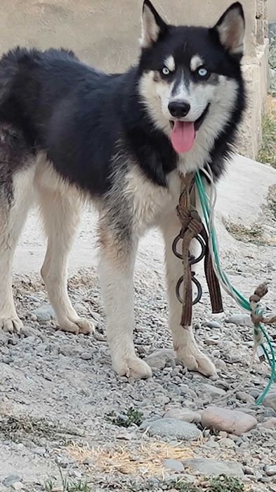 Kuchu nomi: XASKE oʻyin qaroq