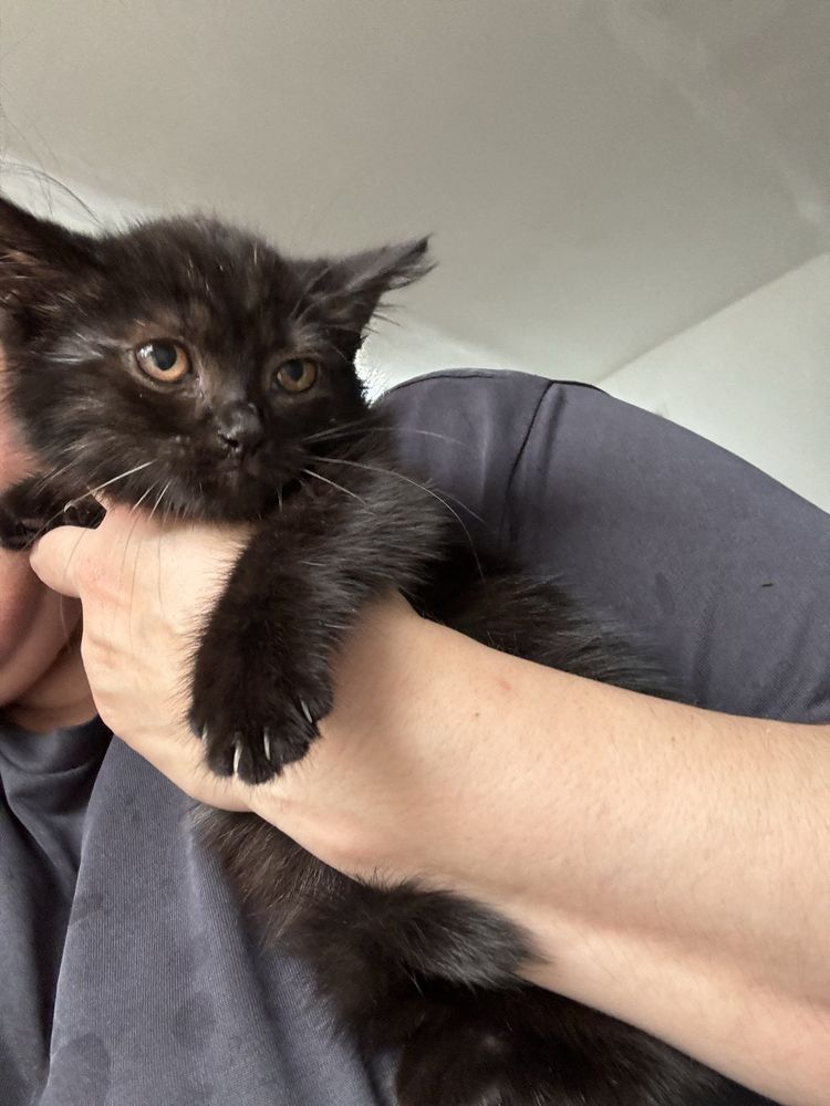 Милые котята ищут дом