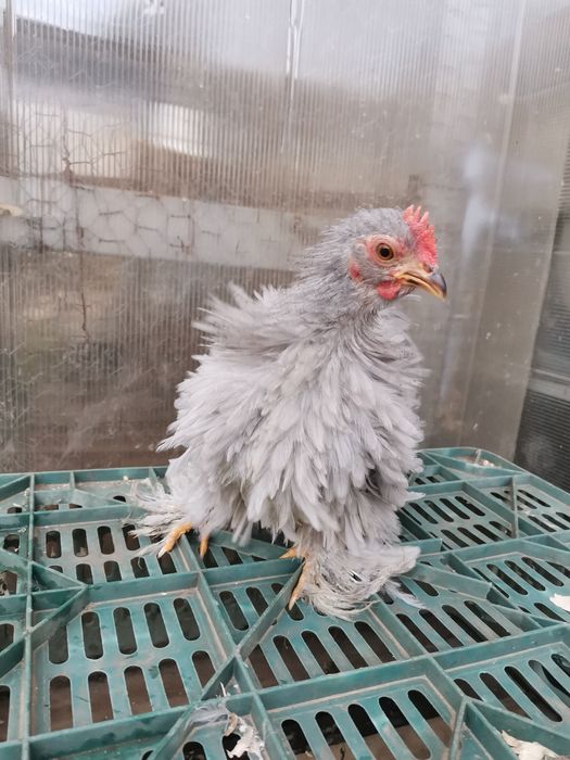 Cochinchina pitic lavandă