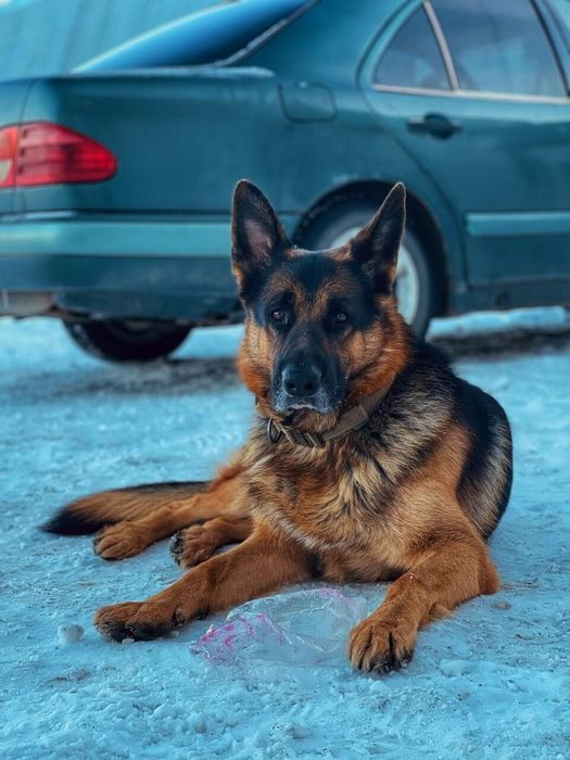 Вязка немецкая овчарка