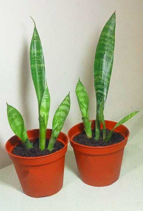 Продам. Сансевиерия (щучий хвост) чемпион по производству кислорода ,