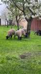 Oi Suffolk rasa pura