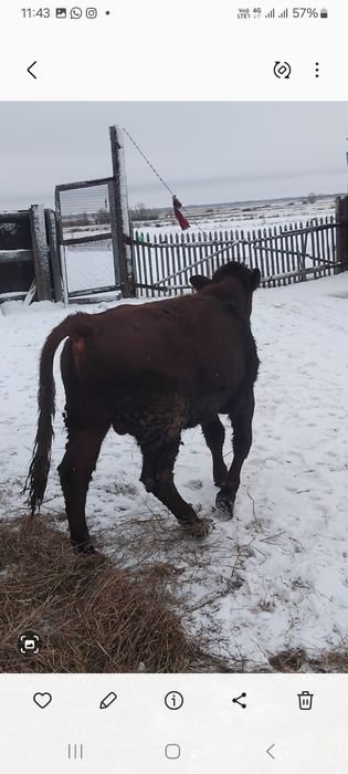 Продам быков -3 головы