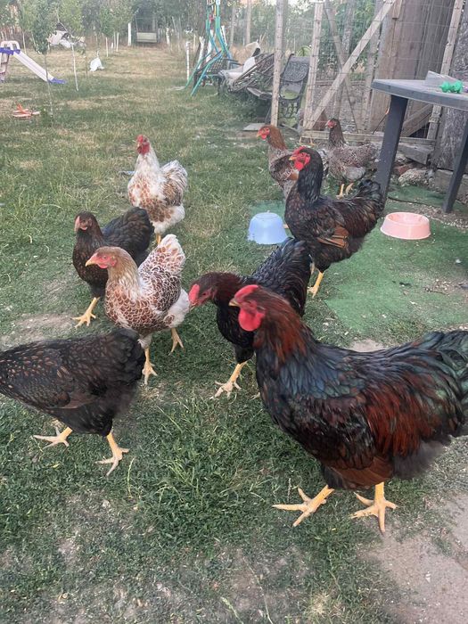 Wiandotte 6 luni Oferta