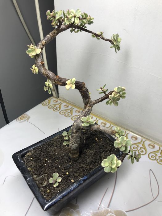 Продам бонсай из партулакарии!!!