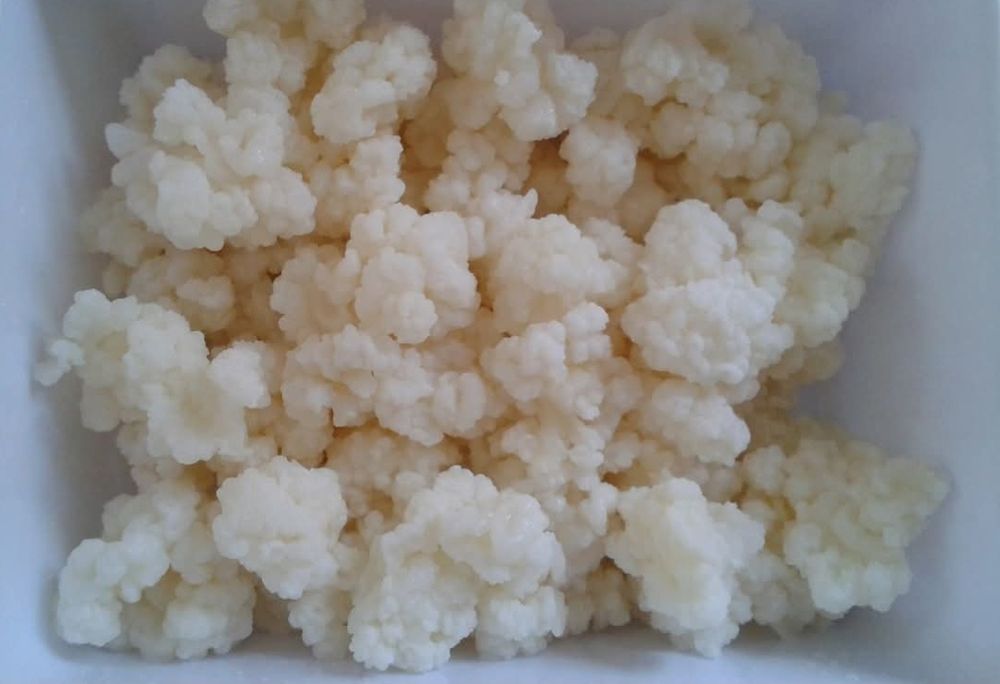 Ciupercă de kefir de lapte