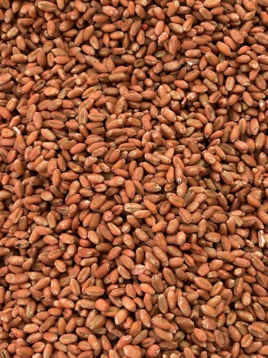 Grau samanta certigicat