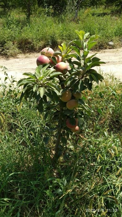 Mevali kuchatlar ishonchli va sifatli sertifkatlashtirilgan
