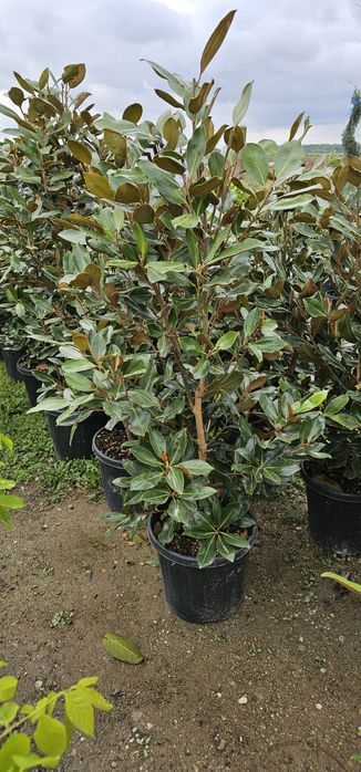 Magnolia grandiflora- photinia red robin- leylandi