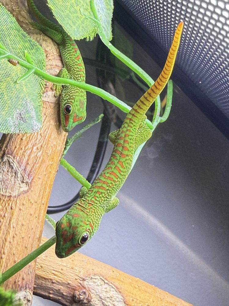 Soparla Phesulma Grandis Giant Day Gecko