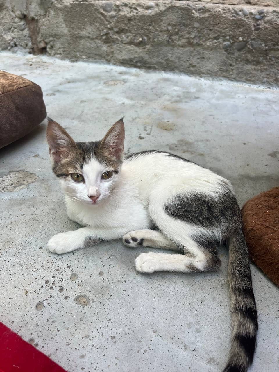 Бесплатно котята в хорошие руки