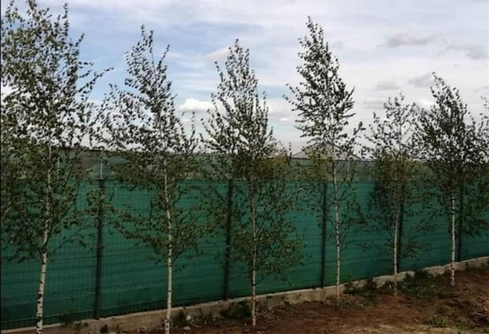 Platani, stejar, mesteacan