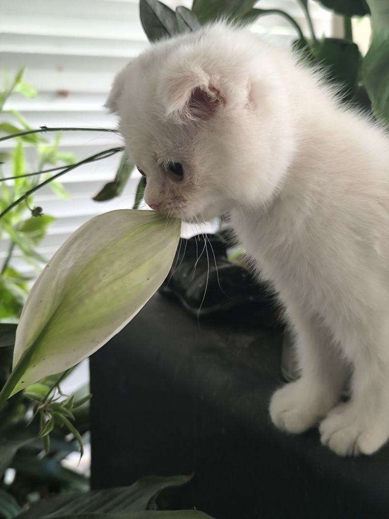 Продаются котята вислоухие скотишфолд