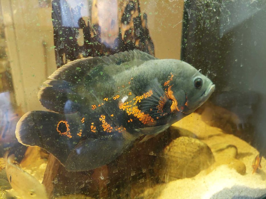 ciclide americane astronotus ocellatus oscar
