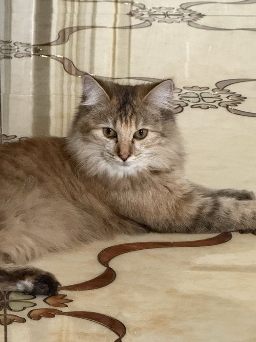 Кошку с добрые руки