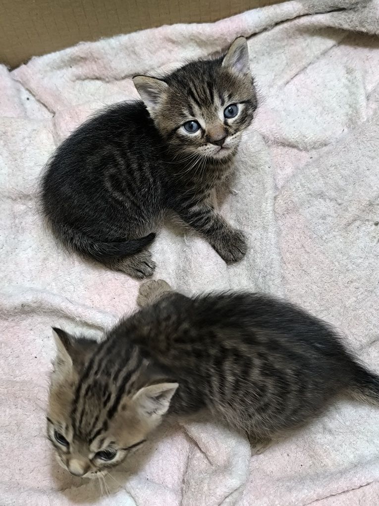Подарявам малки котенца