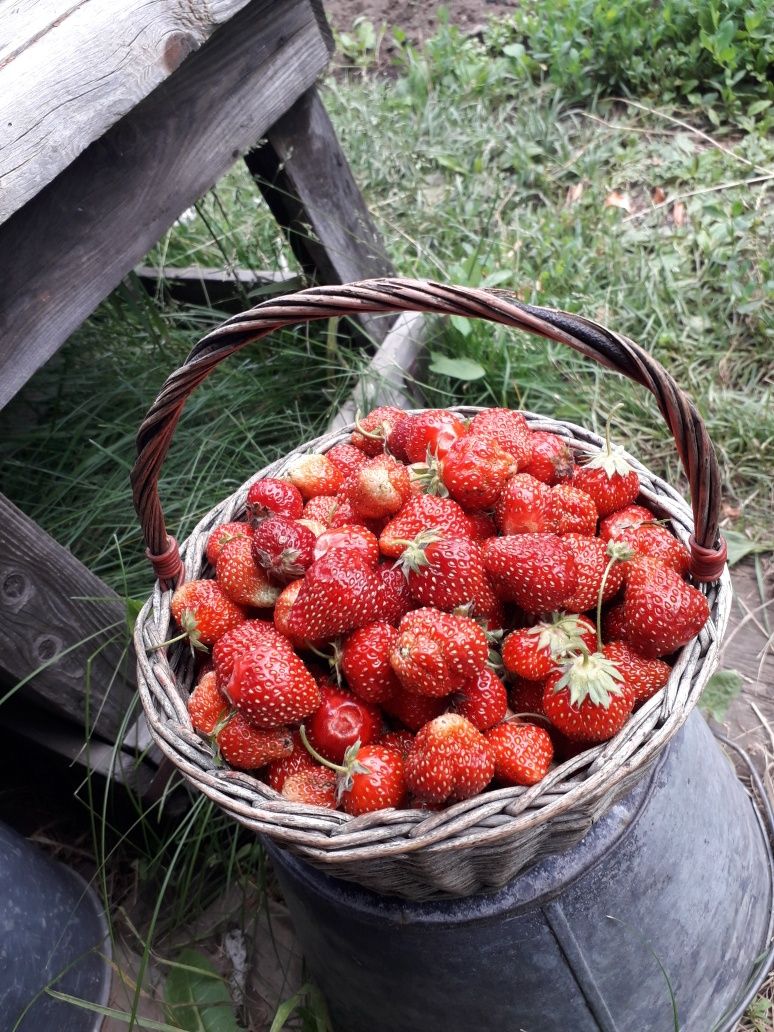Продам викторию !