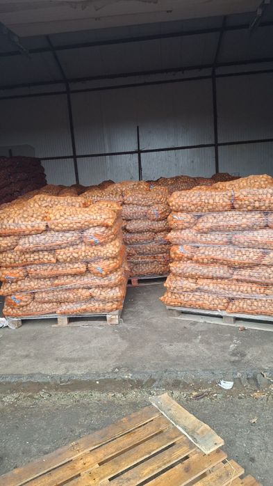 Cartofii de sămânță elită