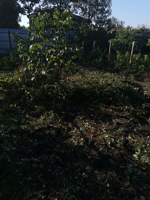 Stoloni de căpșuni Albion remontat 0,50 bani buc