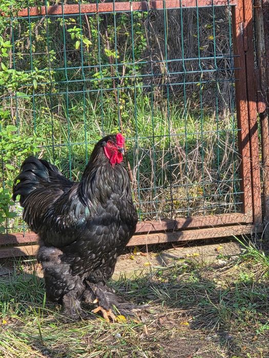 Gaini Brahma de vanzare