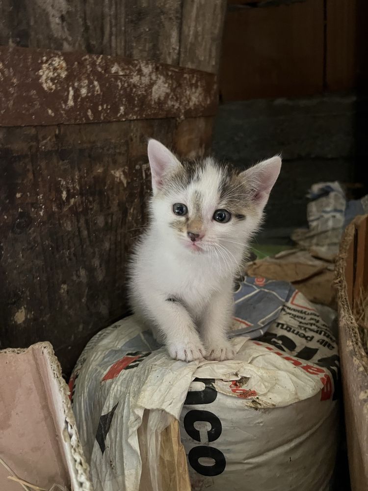 Pisicute spre adoptie