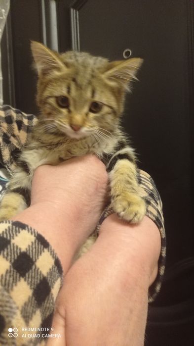 Отдам котят только добрый руки