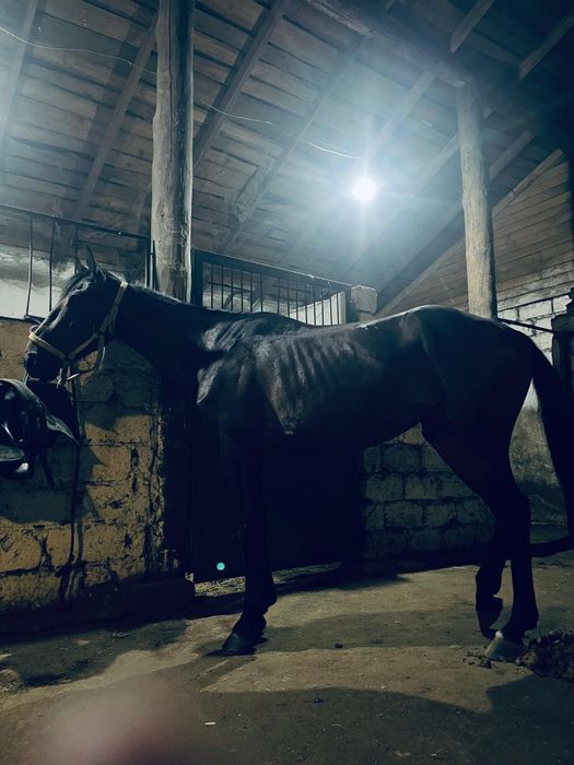 Қанды бие сатылады