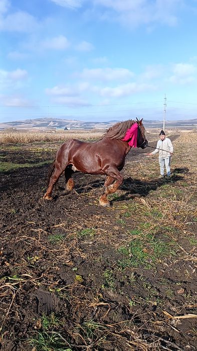 Vând armăsar din rasa sange rece unguresc
